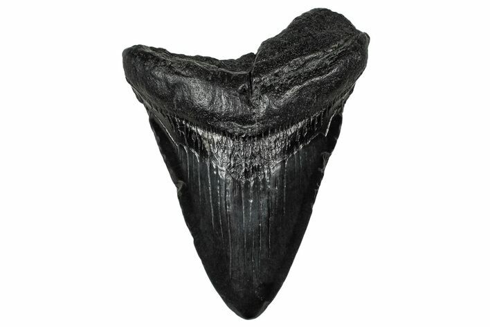 Fossil Megalodon Tooth - South Carolina #340296